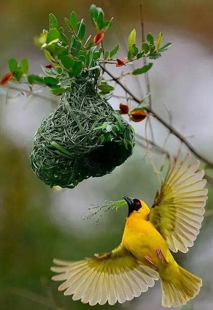 鳥來家築巢|【家裡有鳥築巢】鳥巢報喜！1個跡象代表家宅運勢大。